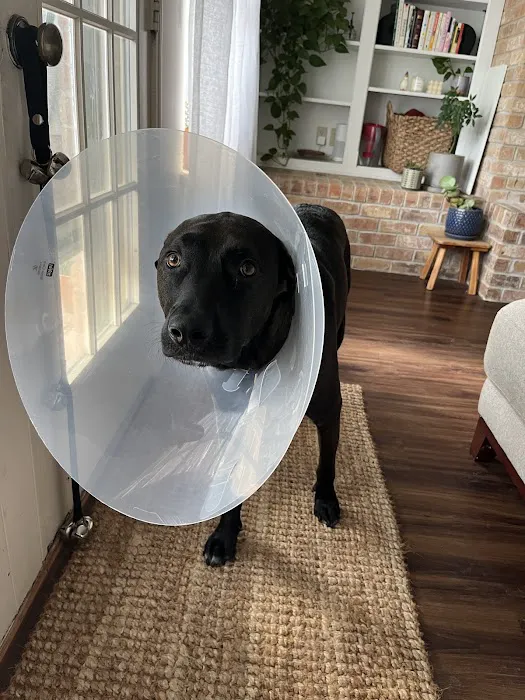 ASAP Vet: Veterinary Urgent Care Picture 7