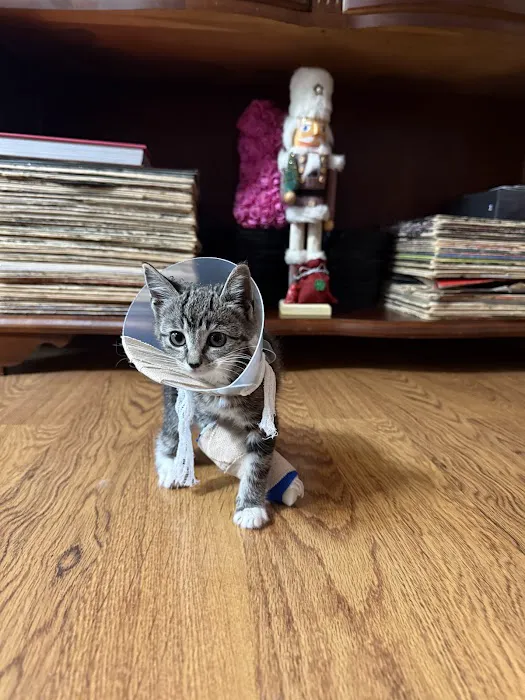 ASAP Vet: Veterinary Urgent Care Picture 5