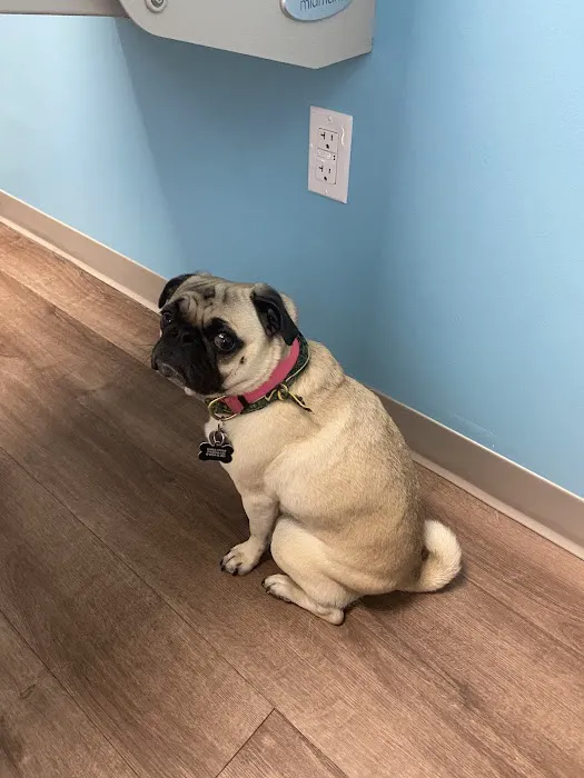 Crestview Veterinary Clinic at Tech Ridge Picture 8