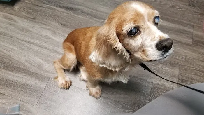 Eye Care for Animals - Austin Picture 8