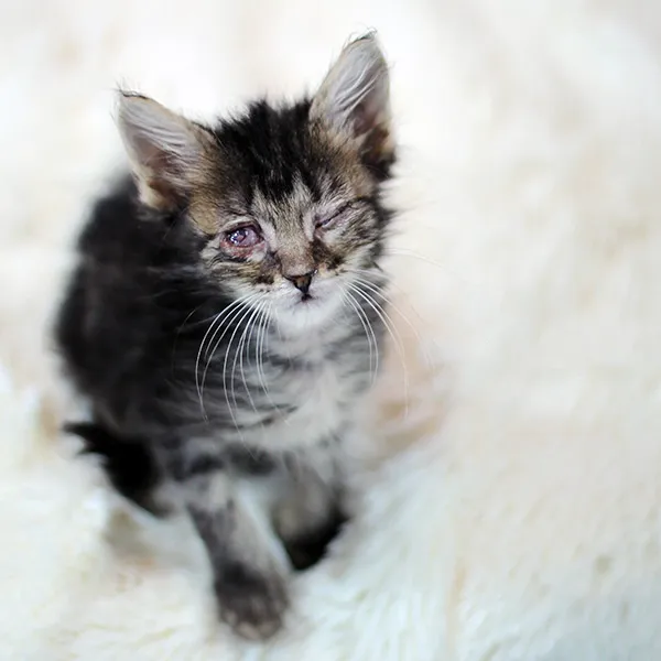 Eye Care for Animals - Austin Picture 1
