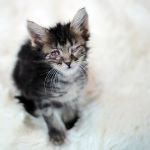 Eye Care for Animals - Austin