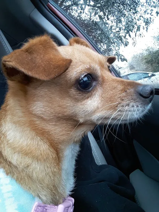 Eye Care for Animals - Austin Picture 6