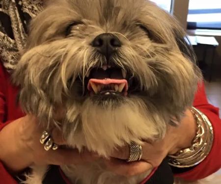 Austin Vet Care at Metric, A Thrive Pet Healthcare Partner