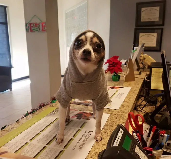 Austin Vet Care at Metric, A Thrive Pet Healthcare Partner Picture 5