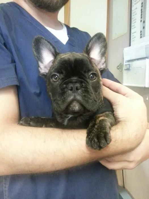 Austin Vet Care at Metric, A Thrive Pet Healthcare Partner Picture 6