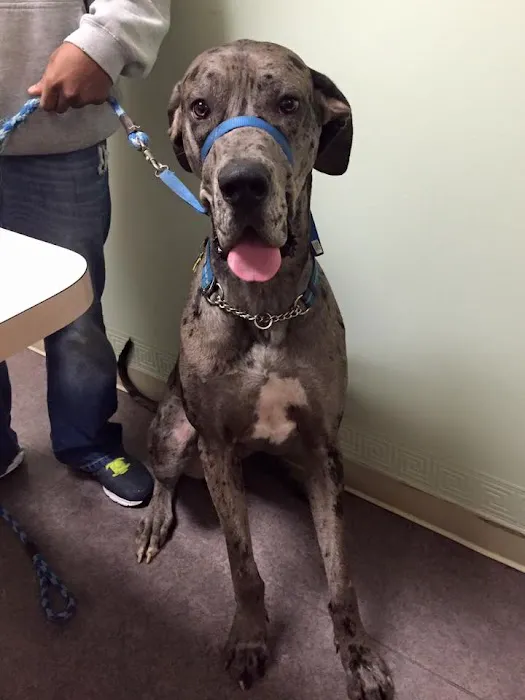 Austin Vet Care at Metric, A Thrive Pet Healthcare Partner Picture 8