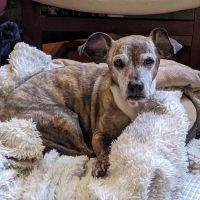 Tech Ridge Pet Hospital ico