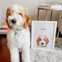 Lake Travis Animal Hospital ico