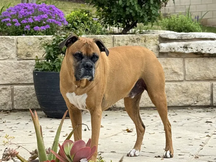 CityVet | Steiner Ranch Picture 9