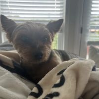 CityVet | Steiner Ranch ico