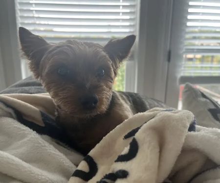 CityVet | Steiner Ranch
