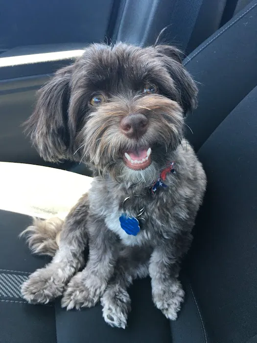 CityVet | Steiner Ranch Picture 7