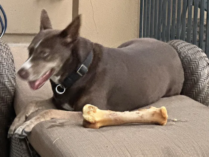 CityVet | Steiner Ranch Picture 2