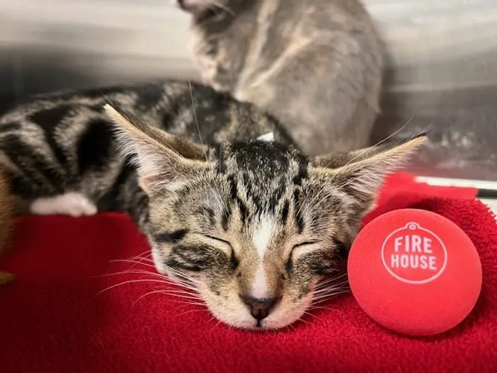 Firehouse Animal Health Center Belterra Picture 9
