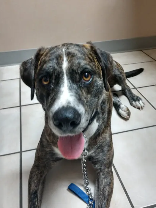 Paleface Veterinary Clinic Picture 1