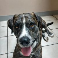 Paleface Veterinary Clinic ico