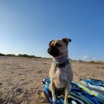 Spicewood Veterinary Clinic