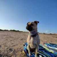 Spicewood Veterinary Clinic ico