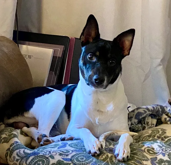Loving Paws Veterinary Care, LLC Picture 9