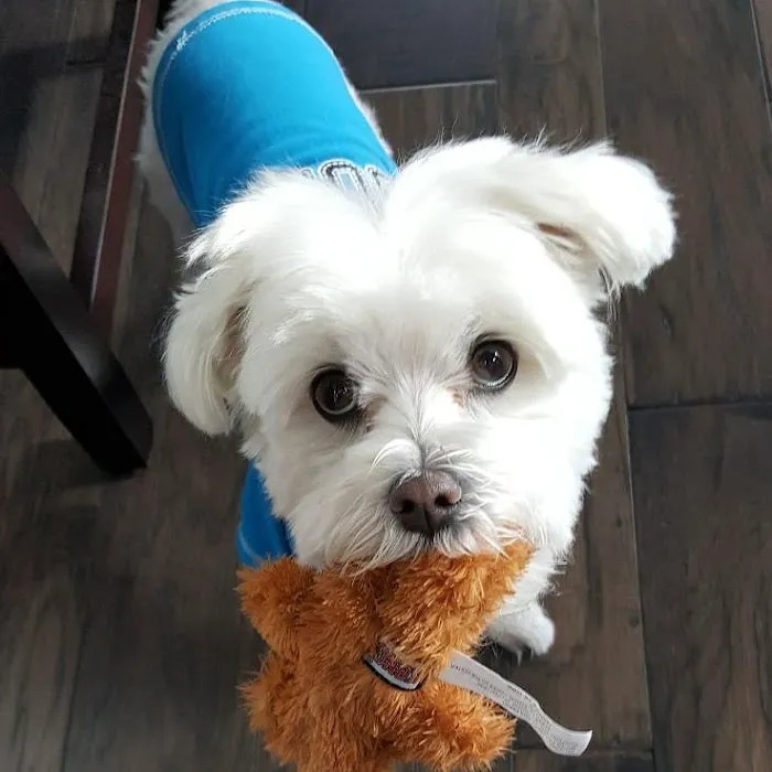 Loving Paws Veterinary Care, LLC Picture 10