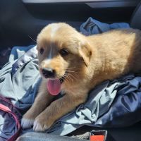 Four Paws At Four Points ico