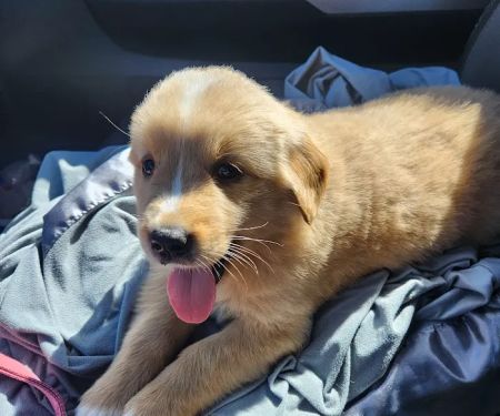 Four Paws At Four Points