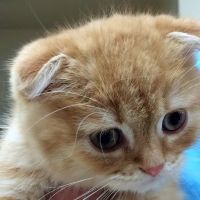 VCA Lakeline Animal Hospital ico