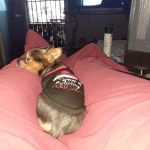 North Austin Compassion Veterinary Care