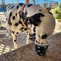 Northwest Austin Veterinary Center ico