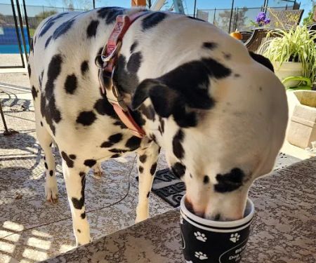 Northwest Austin Veterinary Center