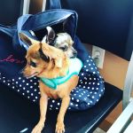 Wells Branch Pet & Bird Clinic