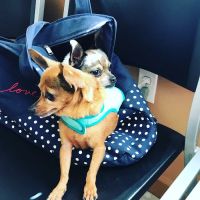 Wells Branch Pet & Bird Clinic ico