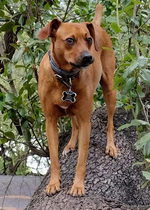 Balcones Animal Hospital Inc Picture 2