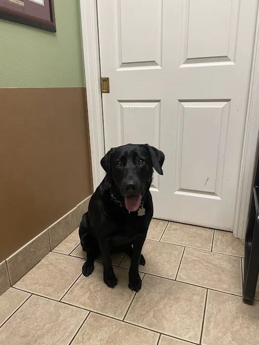 Manchaca Village Veterinary Care Picture 7