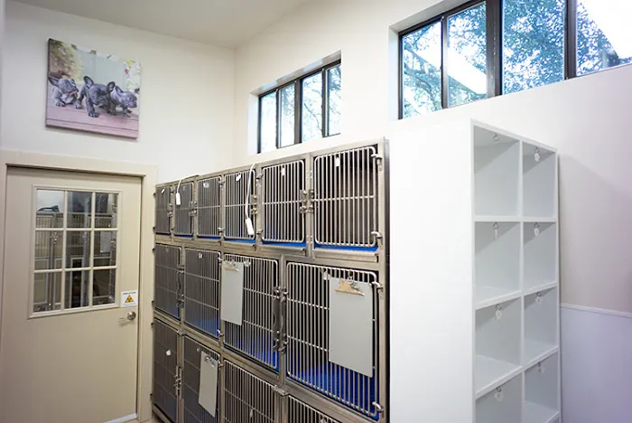 Manchaca Village Veterinary Care Picture 1
