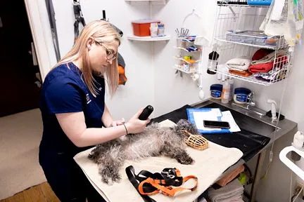 Manchaca Village Veterinary Care Picture 2