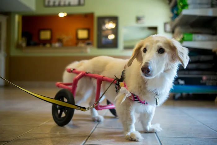 Manchaca Village Veterinary Care Picture 5