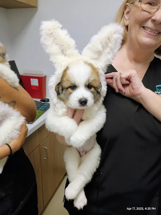 Buda Veterinary Care Picture 4