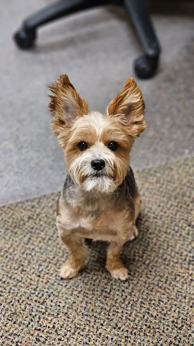 Thrive Pet Healthcare Specialists - Mansfield Picture 2