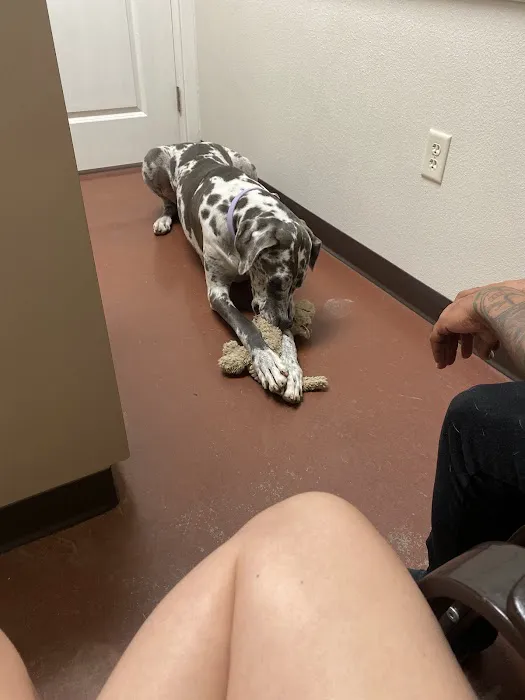 Thrive Pet Healthcare Specialists - Mansfield Picture 4