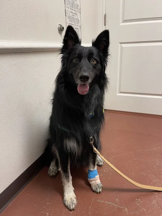 Thrive Pet Healthcare Specialists - Mansfield Picture 5