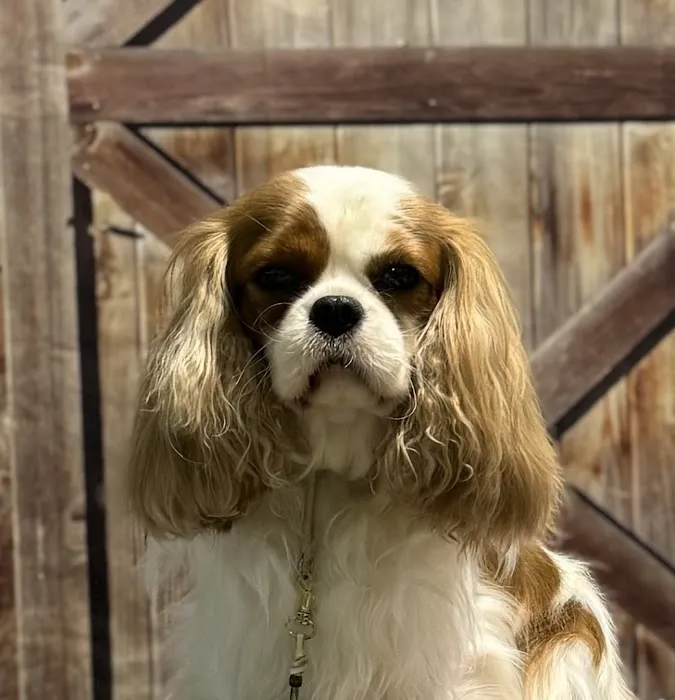 Thrive Pet Healthcare Specialists - Mansfield Picture 6