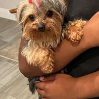 Banfield Pet Hospital ico