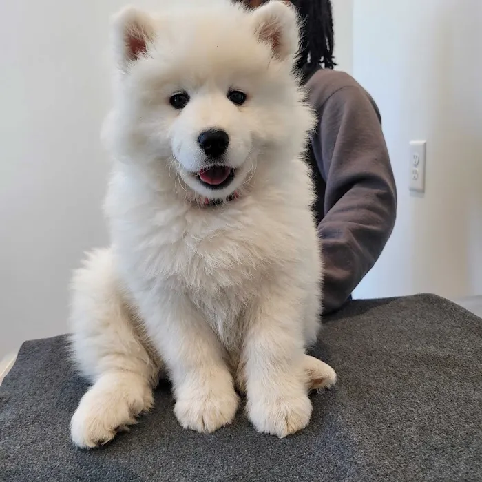 Petfolk Veterinary & Urgent Care - Mansfield Picture 8