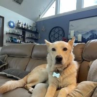 CityVet | Mansfield Veterinary Clinic & Urgent Care ico