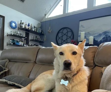 CityVet | Mansfield Veterinary Clinic & Urgent Care