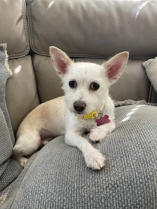 CityVet | Mansfield Veterinary Clinic & Urgent Care Picture 2