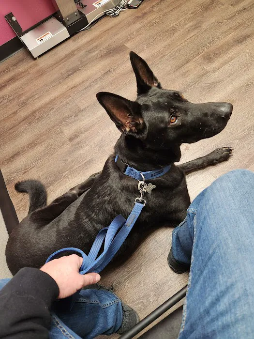 CityVet | Mansfield Veterinary Clinic & Urgent Care Picture 5