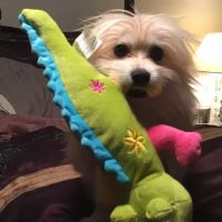 Mira Lagos Animal Clinic ico